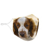 Lovely Welsh Springer Spaniel Print Face Mask