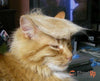 Trump Cat Sneakers