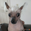 ‎Sandy Jennings's Chinese Crested Hairless Dog, Running Shoe For Women