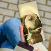 Lovely Bullmastiff Print Women's Leather Wallet