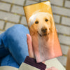 Lovely Golden Retriever Print Women's Leather Wallet